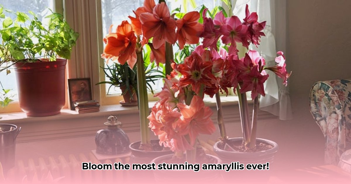 tractor-supply-amaryllis